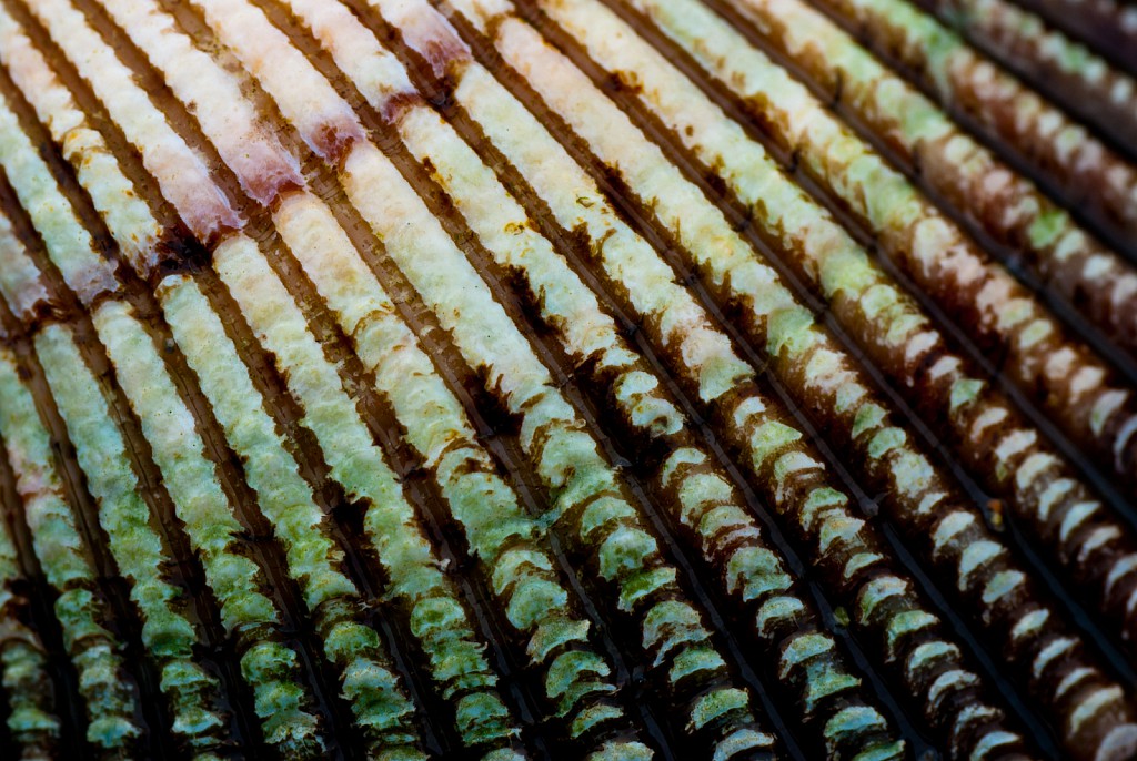 Seashell Detail