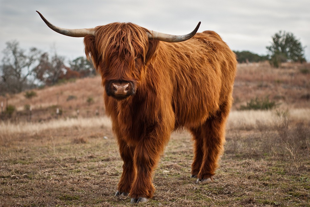 Hill Country Cow