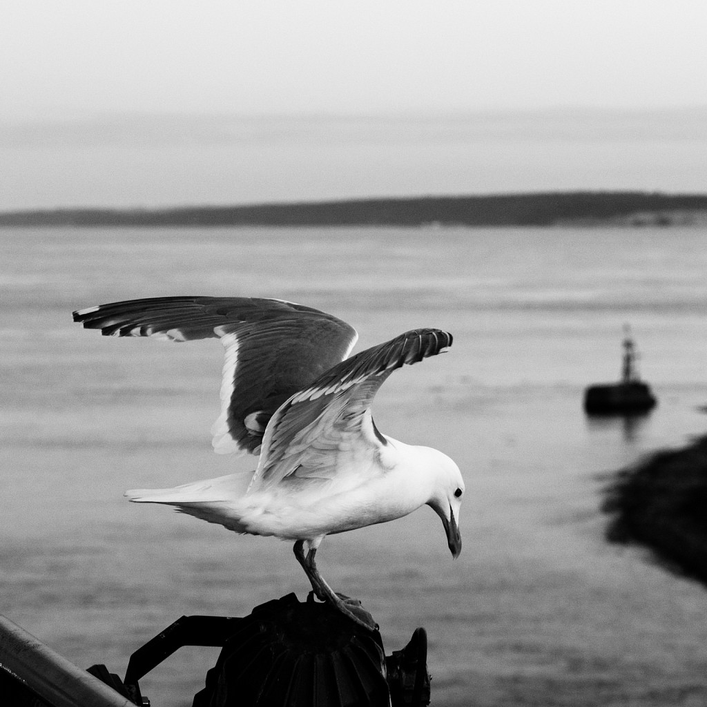 Ferry Gull
