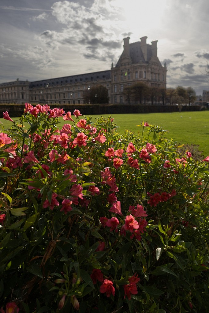 Flowers near the Louvre