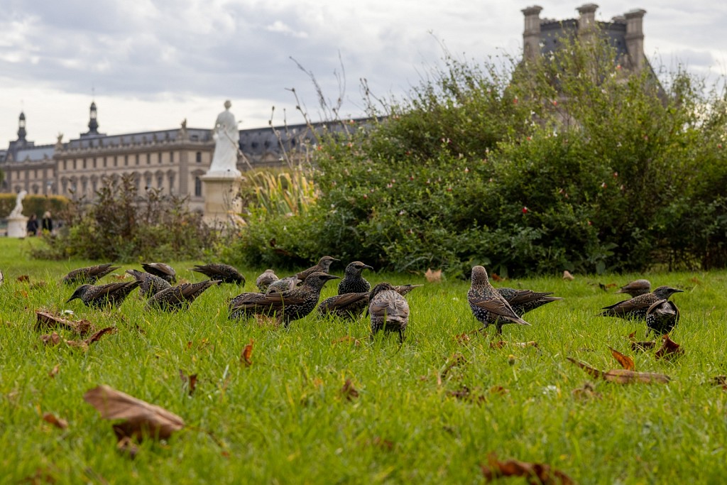 Birds near the Louvre